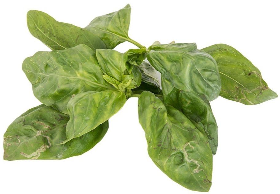 Basil Leaf 100grams Organics.ph