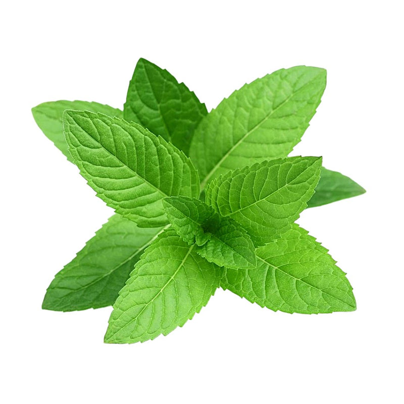 Mint Leaf (100grams) - Organics.ph